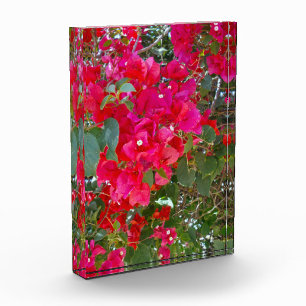 Bloque Para Fotos Flores Carmesí: Danza de las Buganvillas Rojas