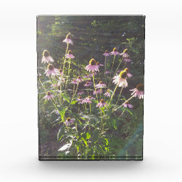 Bloque Para Fotos Flores de Echinacea al Sol