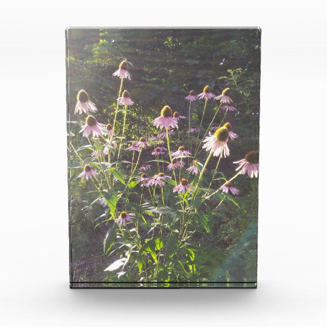 Bloque Para Fotos Flores de Echinacea al Sol (Anverso)