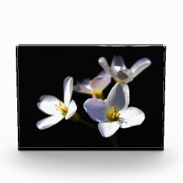 Bloque Para Fotos Flores de pratensis cardamina pbcnm