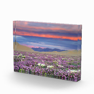 Bloque Para Fotos Flores silvestres de Sand Verbena y Dune Primrose