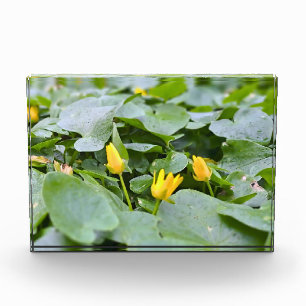Bloque Para Fotos Flores Silvestres del Bosque – Fotografía Botánica
