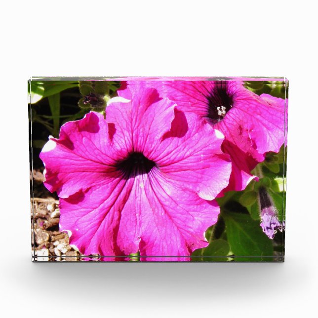 Bloque Para Fotos Flores superiores a 2,0 (Anverso)