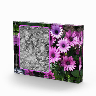 Bloque Para Fotos Flores violetas de margarita africanas agregan las