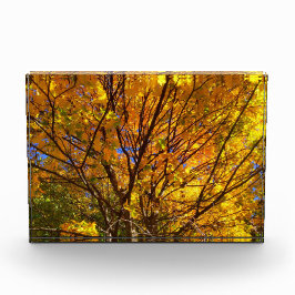 Bloque Para Fotos Follaje Amarillo de Otoño