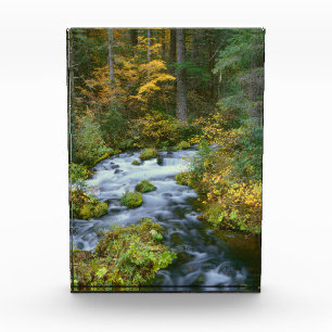 Bloque Para Fotos Follaje de otoño y borde de abeto de Douglas Roari