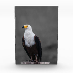 Bloque Para Fotos Fotografía de color selectiva Minimalista de águil