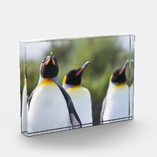 Bloque Para Fotos Fotografía de los pingüinos del rey orgulloso