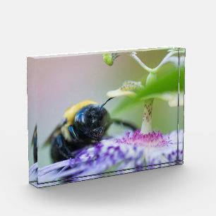 Bloque Para Fotos Fotografía de macro Bumble Bee