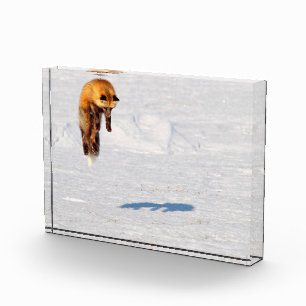 Bloque Para Fotos Fox Leap Yukón (Canadá)