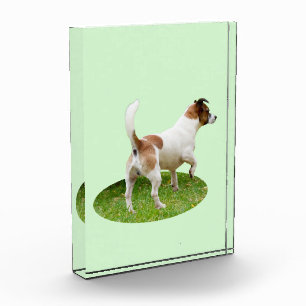 Bloque Para Fotos Fox Terrier En Alerta,