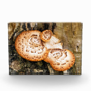 BLOQUE PARA FOTOS FUNGI