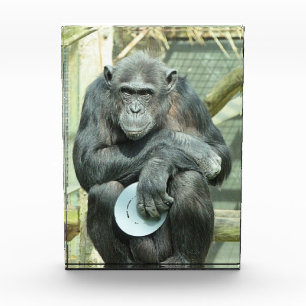BLOQUE PARA FOTOS FUNNY CHIMPANZEE