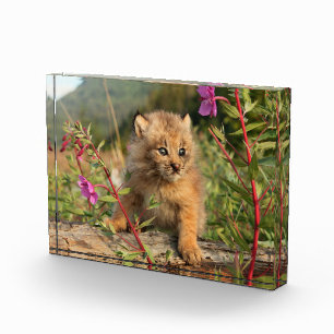 Bloque Para Fotos Gatito de lince canadiense, Alaska