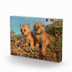 Bloque Para Fotos Gatitos de lince canadiense, Alaska