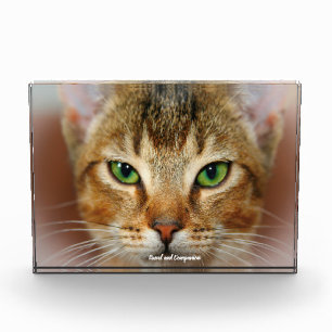 Bloque Para Fotos Gato Abisinio