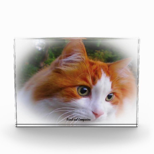 Bloque Para Fotos Gato Angora (Anverso)
