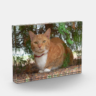 Bloque Para Fotos Gato atigrado naranja doméstico con jengibre