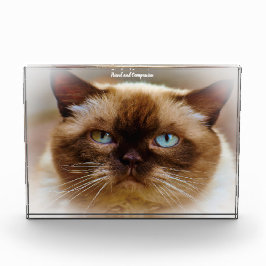 Bloque Para Fotos Gato British Shorthair