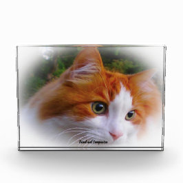 Bloque Para Fotos Gato de Angora