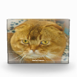 Bloque Para Fotos Gato Fold Escocés