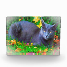 Bloque Para Fotos Gato Korat