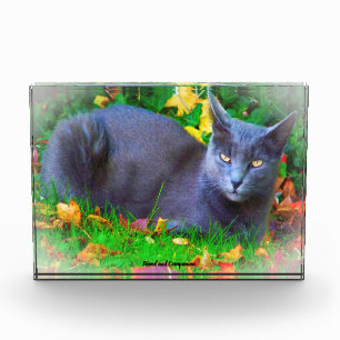 Bloque Para Fotos Gato Korat