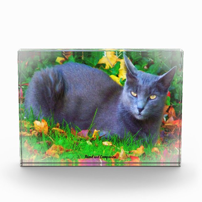 Bloque Para Fotos Gato Korat (Anverso)