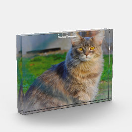 Bloque Para Fotos Gato Maine Coon
