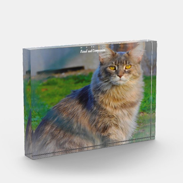 Bloque Para Fotos Gato Maine Coon (Izquierda)