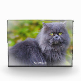 Bloque Para Fotos Gato persa