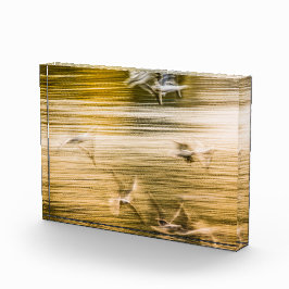 Bloque Para Fotos Gaviotas voladoras - abstractas