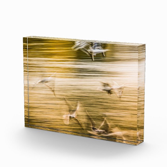 Bloque Para Fotos Gaviotas voladoras - abstractas (Derecha)