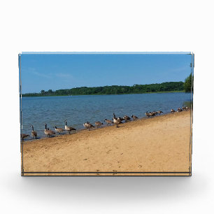 Bloque Para Fotos Geese en el lago Silver, Wisconsin