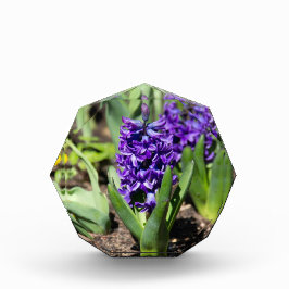 Bloque Para Fotos Geocinth azul en primavera