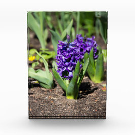 Bloque Para Fotos Geocinth azul en primavera