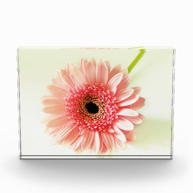 Bloque Para Fotos Gerbera Daisy (Anverso)