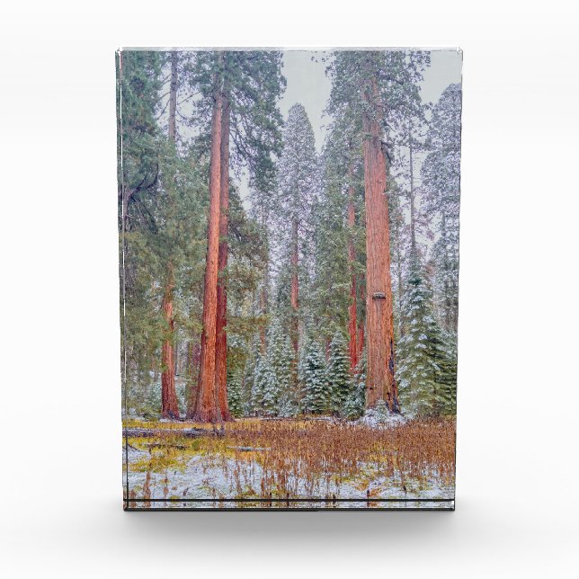 Bloque Para Fotos Giant Sequoia Forest in Snow (Anverso)