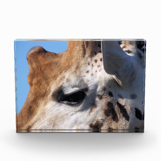 BLOQUE PARA FOTOS GIRAFFE (Anverso)
