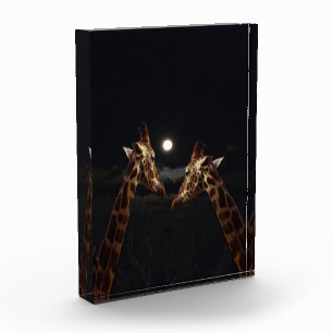 Bloque Para Fotos Giraffe Love In The Moonlight,