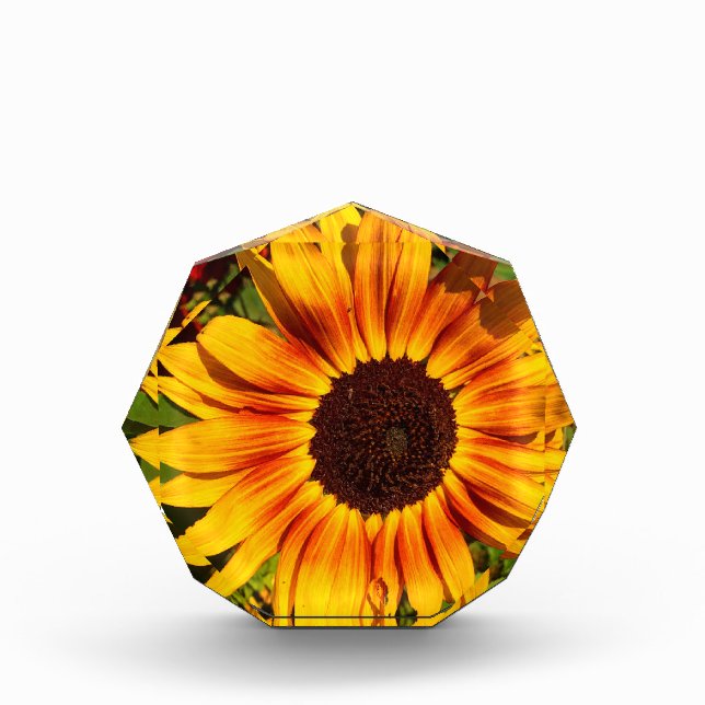 Bloque Para Fotos Girasol (Anverso)