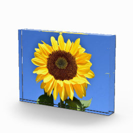 Bloque Para Fotos Girasol amarillo brillante