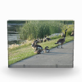 Bloque Para Fotos Goose