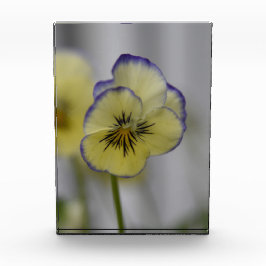 Bloque Para Fotos Gracia Susurrada: Flor de Pensamiento Amarilla y V