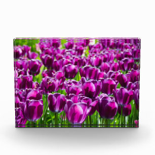 Bloque Para Fotos Gran campo de tulipanes morados