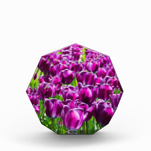 Bloque Para Fotos Gran campo de tulipanes morados