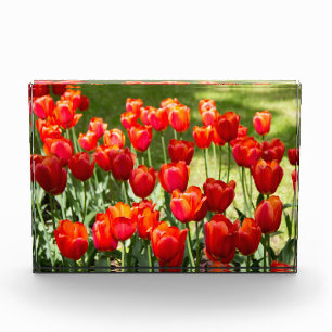 Bloque Para Fotos Gran campo de tulipanes rojos
