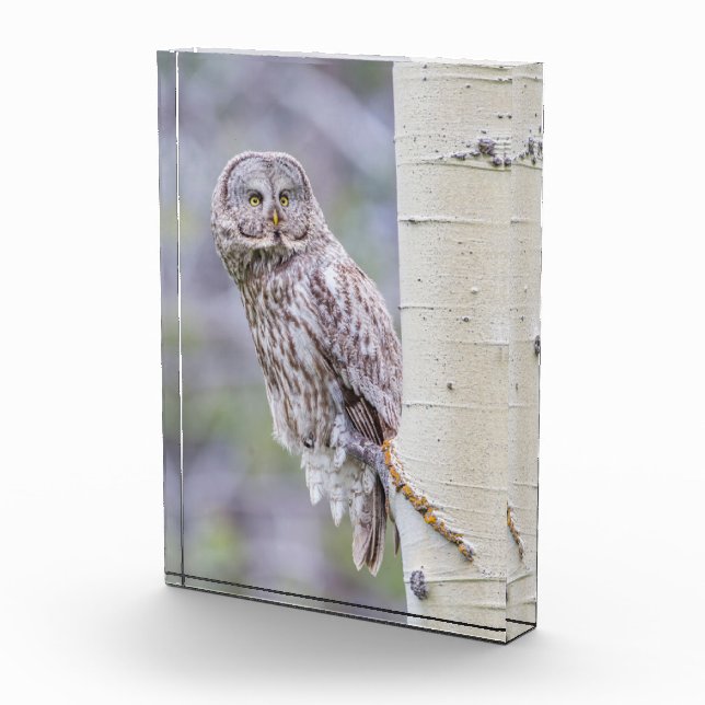 Bloque Para Fotos Gran rama de árbol gris (Derecha)