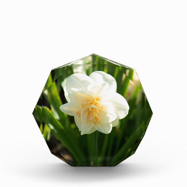 Bloque Para Fotos Grandes narcisos blancos en un día de primavera (Anverso)