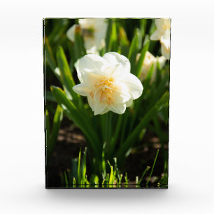 Bloque Para Fotos Grandes narcisos blancos en un día de primavera